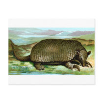 Giant Armadillo