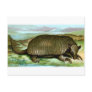 Giant Armadillo