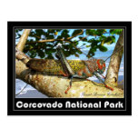 Giant Brown Cricket, Corcovado National Park Post Card