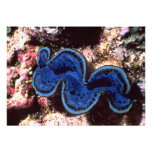 Giant clam (Tridacna maxima) Shell Personalized Invite