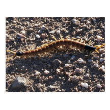 Giant Desert Centipede Post Card