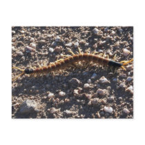 Giant Desert Centipede