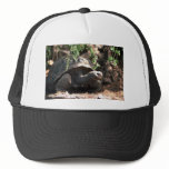 Giant Dome-Shaped Tortoise Closeup hats