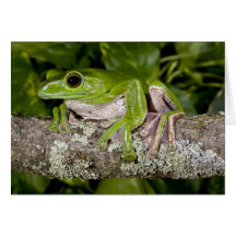 Giant Gliding Frog, Polypedates dennysi ssp, Greeting Card