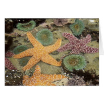 Giant green anemones and ochre sea stars greeting cards