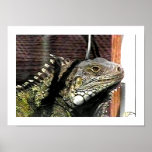 Giant Iguana Posters