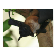 Giant Indian Fruit Bat Post Card