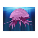 Giant Isopod Postcards