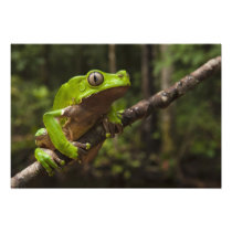 Giant leaf frog Phyllomedusa bicolor)