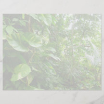 Giant Leaves Wash Out Jungle View Full Color Flyer