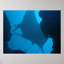 Giant Manta Ray Print