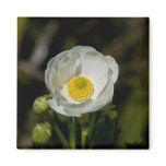 Giant Mountain Buttercup Magnet