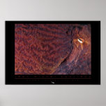 Giant Pacific Octopus Poster posters