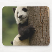 Giant panda babies Ailuropoda melanoleuca) 2 Mousepads