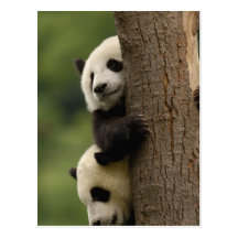 Giant panda babies Ailuropoda melanoleuca) 2 Post Cards