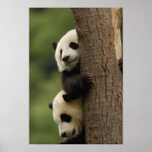 Giant panda babies Ailuropoda melanoleuca) 2 Posters