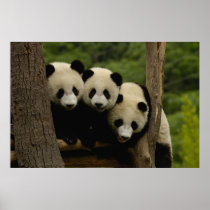Giant panda babies Ailuropoda melanoleuca) 3 Posters