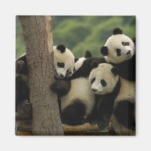 Giant panda babies Ailuropoda melanoleuca) 4 Refrigerator Magnets