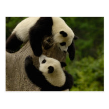 Giant panda babies (Ailuropoda melanoleuca) 5 Postcard