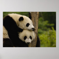 Giant panda babies Ailuropoda melanoleuca) 7