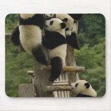 Giant panda babies Ailuropoda melanoleuca) Mousepads