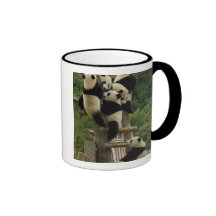 Giant panda babies Ailuropoda melanoleuca) Mugs