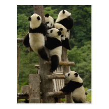 Giant panda babies Ailuropoda melanoleuca) Postcard