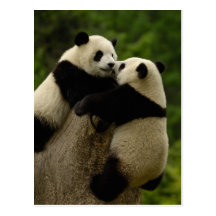 Giant panda babies (Ailuropoda melanoleuca) Postcards