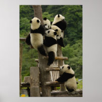 Giant panda babies Ailuropoda melanoleuca)