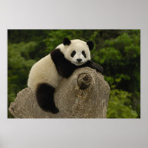 Giant panda baby Ailuropoda melanoleuca) 11 Print