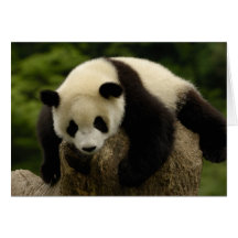 Giant panda baby (Ailuropoda melanoleuca) 4 Cards