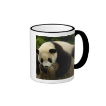 Giant panda baby (Ailuropoda melanoleuca) 4 Coffee Mugs