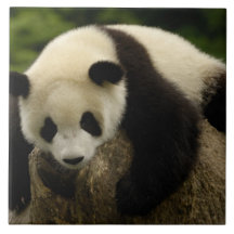 Giant panda baby (Ailuropoda melanoleuca) 4 Tile