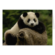 Giant panda baby Ailuropoda melanoleuca) 7 Cards