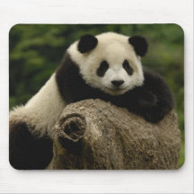 Giant panda baby Ailuropoda melanoleuca) 7 Mousemats