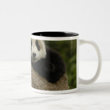 Giant panda baby Ailuropoda melanoleuca) 7 Mugs