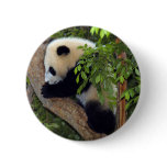 Giant Panda Bear & Baby Panda Button
