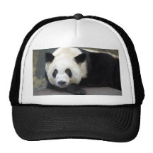 Giant Panda Bear Hat