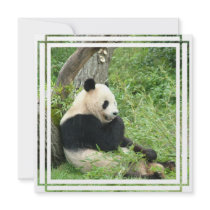 Giant Panda Bear Invitation