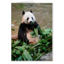 Giant Panda cards