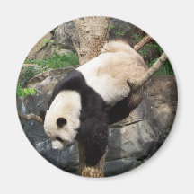 Giant Panda Climbing Down Tree Refrigerator Magnets