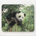 Giant Panda cub climbs a tree, Wolong Valley,
