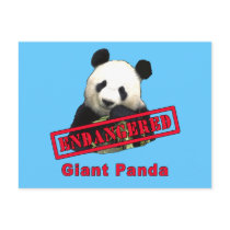 Giant Panda Endangered products Post Cards
