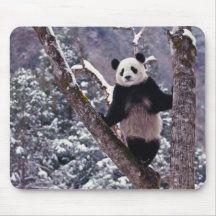 Giant Panda standing on tree, Wolong, Sichuan, Mouse Mat