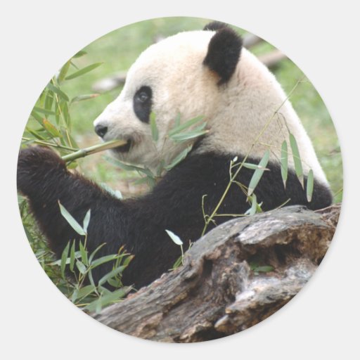 Giant Panda Stickers
