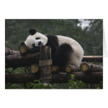 Giant pandas at the Giant Panda Protection & 3 Greeting Card