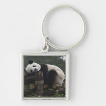 Giant pandas at the Giant Panda Protection & 3 Keychains