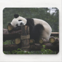 Giant pandas at the Giant Panda Protection & 3