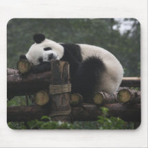 Giant pandas at the Giant Panda Protection & 3 Mouse Pad