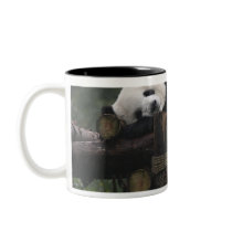 Giant pandas at the Giant Panda Protection & 3 Mug
